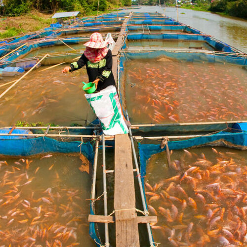 دراسة جدوى الإستزراع السمكي