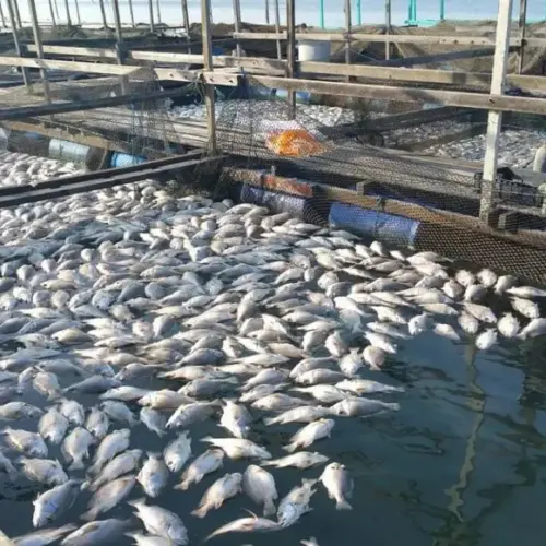 دراسة جدوى الإستزراع السمكي